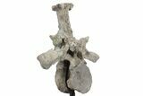 Fossil Phytosaur Vertebra With Metal Stand - Arizona #242298-3
